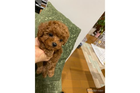 成約済の福岡県のタイニープードル-306770の2枚目