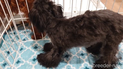 成約済の北海道のミックス犬-292241の2枚目