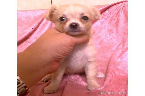 成約済の大阪府のチワワ(ロングコート)-310273の1枚目