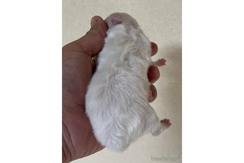 成約済の岡山県のポメラニアン-310276の7枚目