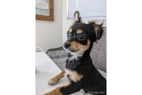 成約済の神奈川県のミックス犬-298203の1枚目