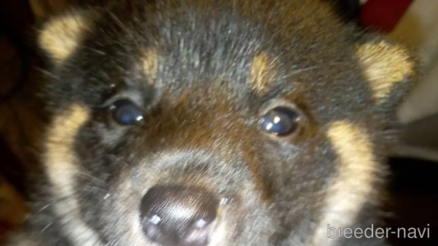 成約済の岐阜県の柴犬-265231の9枚目