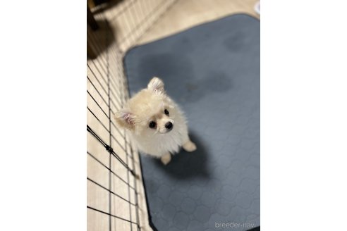 成約済の茨城県のミックス犬-298403の2枚目