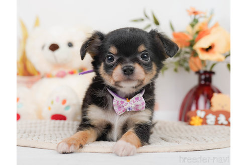 成約済の神奈川県のチワワ(ロングコート)-310302の14枚目