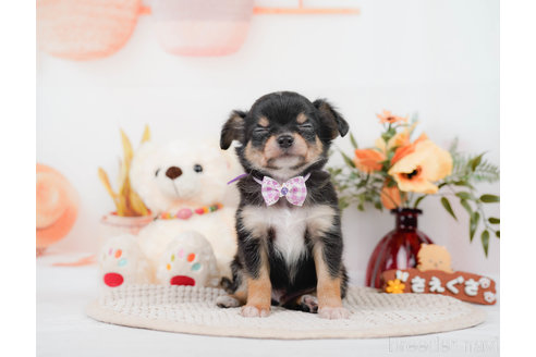 成約済の神奈川県のチワワ(ロングコート)-310302の13枚目