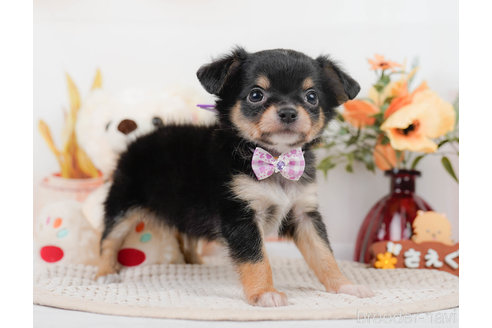 成約済の神奈川県のチワワ(ロングコート)-310302の11枚目