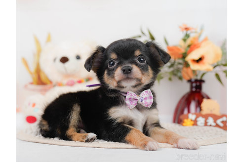 成約済の神奈川県のチワワ(ロングコート)-310302の10枚目