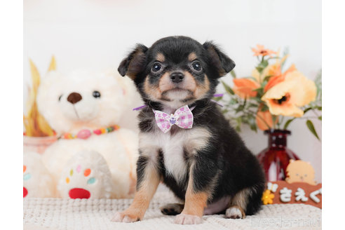 成約済の神奈川県のチワワ(ロングコート)-310302の9枚目