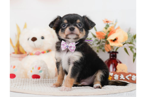 成約済の神奈川県のチワワ(ロングコート)-310302の8枚目