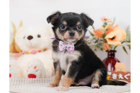 成約済の神奈川県のチワワ(ロングコート)-310302の7枚目