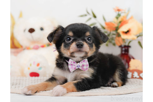 成約済の神奈川県のチワワ(ロングコート)-310302の6枚目