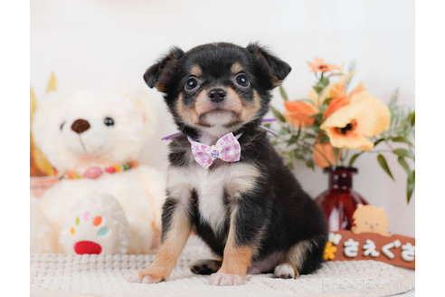 成約済の神奈川県のチワワ(ロングコート)-310302の5枚目