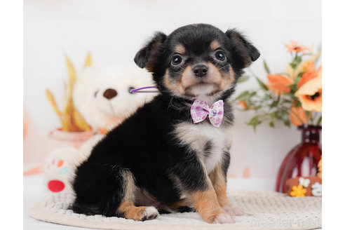 成約済の神奈川県のチワワ(ロングコート)-310302の4枚目