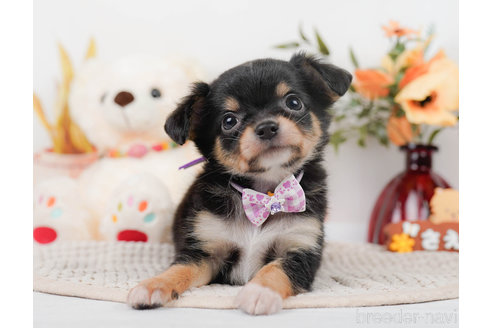 成約済の神奈川県のチワワ(ロングコート)-310302の1枚目