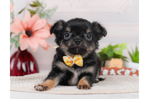 成約済の神奈川県のチワワ(ロングコート)-310304の8枚目