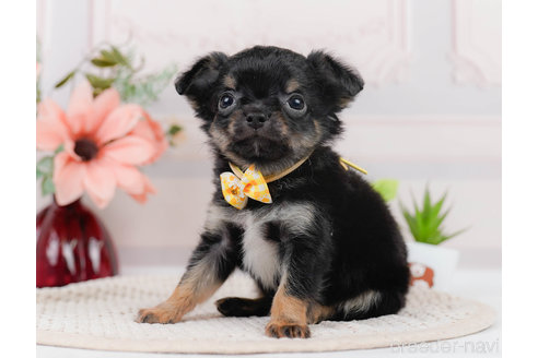 成約済の神奈川県のチワワ(ロングコート)-310304の7枚目