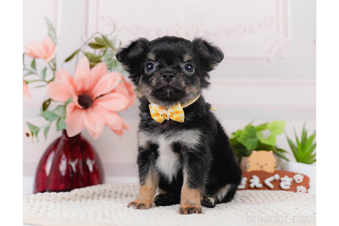 成約済の神奈川県のチワワ(ロングコート)-310304の6枚目