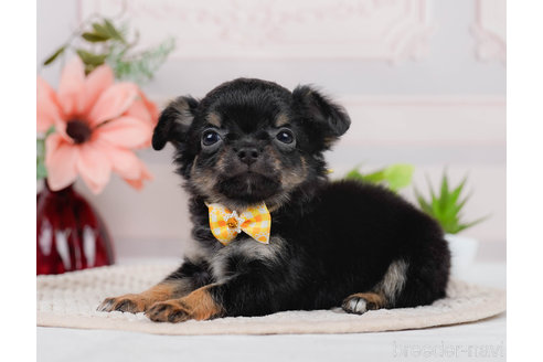 成約済の神奈川県のチワワ(ロングコート)-310304の5枚目