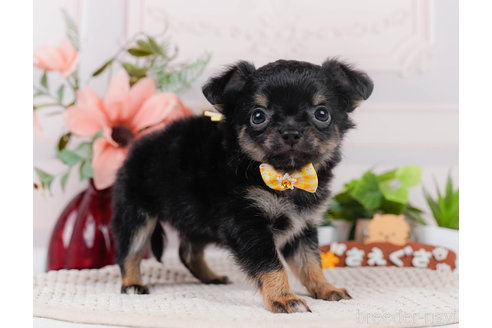 成約済の神奈川県のチワワ(ロングコート)-310304の3枚目