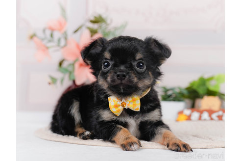 成約済の神奈川県のチワワ(ロングコート)-310304の1枚目