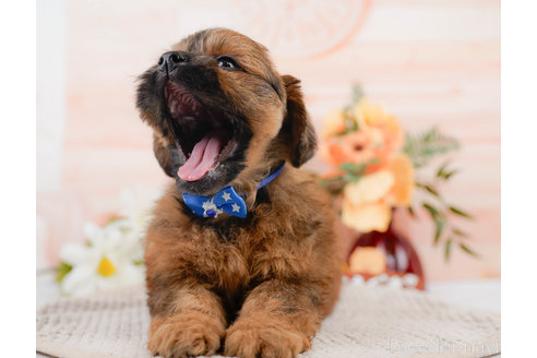 成約済の神奈川県のミックス犬-310305の10枚目