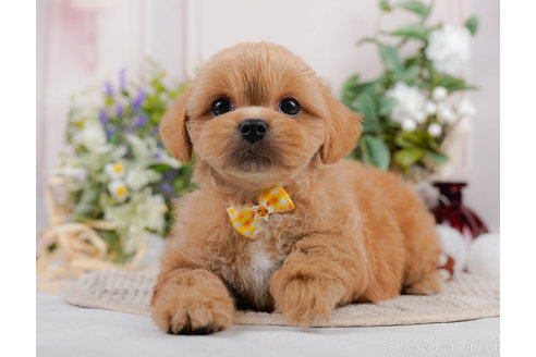 成約済の神奈川県のミックス犬-310306の10枚目