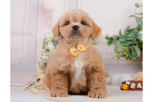 成約済の神奈川県のミックス犬-310306の9枚目