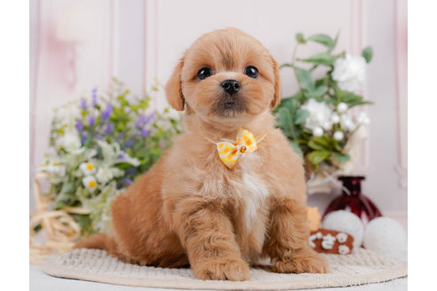 成約済の神奈川県のミックス犬-310306の8枚目