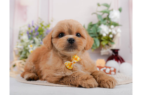 成約済の神奈川県のミックス犬-310306の7枚目