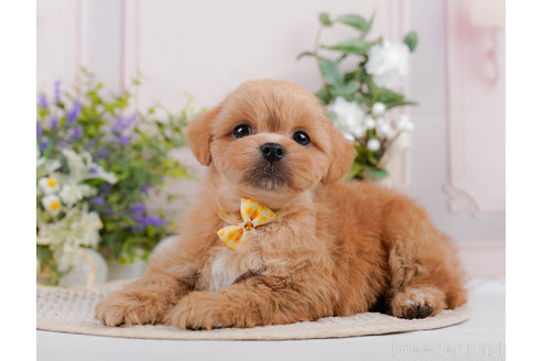 成約済の神奈川県のミックス犬-310306の6枚目