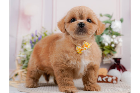 成約済の神奈川県のミックス犬-310306の4枚目