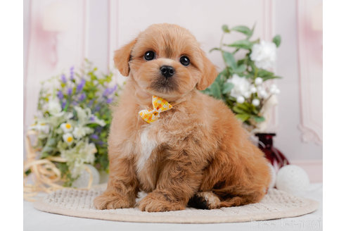 成約済の神奈川県のミックス犬-310306の3枚目