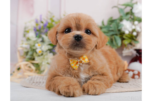 成約済の神奈川県のミックス犬-310306