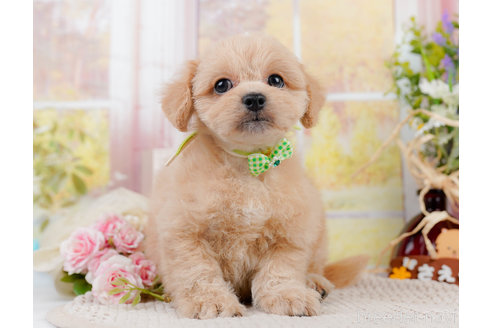 成約済の神奈川県のミックス犬-310308の10枚目