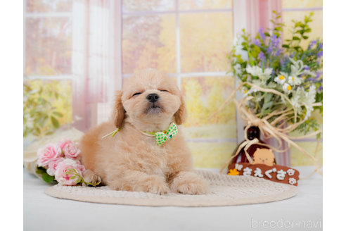 成約済の神奈川県のミックス犬-310308の9枚目