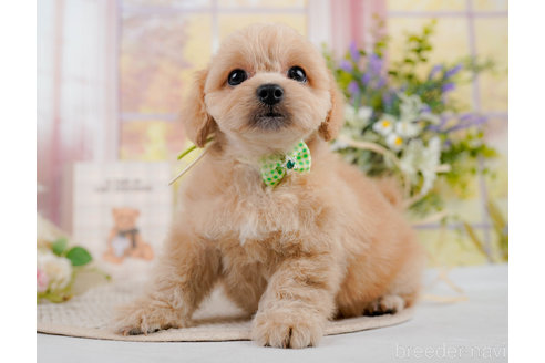 成約済の神奈川県のミックス犬-310308の8枚目