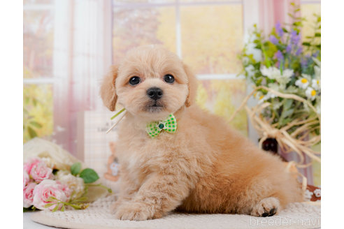 成約済の神奈川県のミックス犬-310308の7枚目