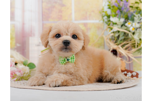 成約済の神奈川県のミックス犬-310308の4枚目