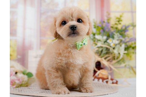 成約済の神奈川県のミックス犬-310308の3枚目