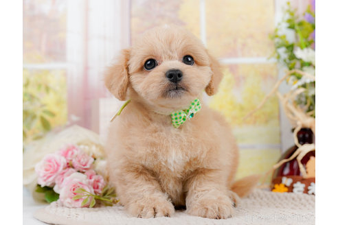 成約済の神奈川県のミックス犬-310308