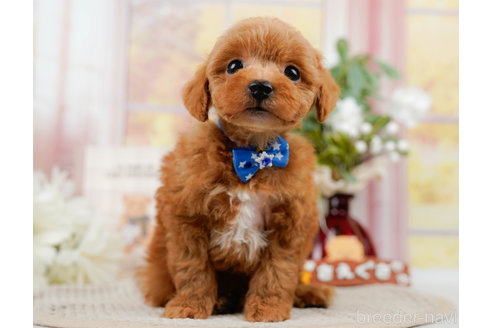 成約済の神奈川県のトイプードル-310314の13枚目