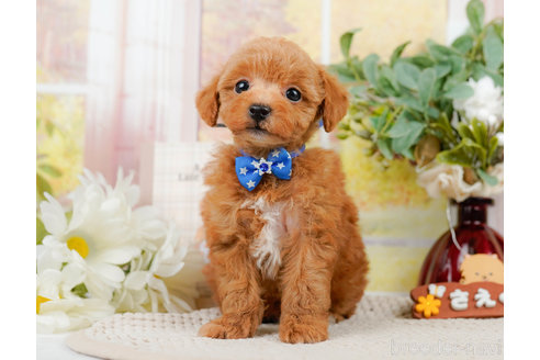 成約済の神奈川県のトイプードル-310314の12枚目