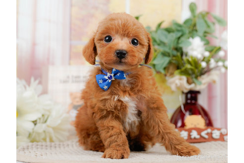 成約済の神奈川県のトイプードル-310314の10枚目