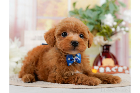 成約済の神奈川県のトイプードル-310314の8枚目