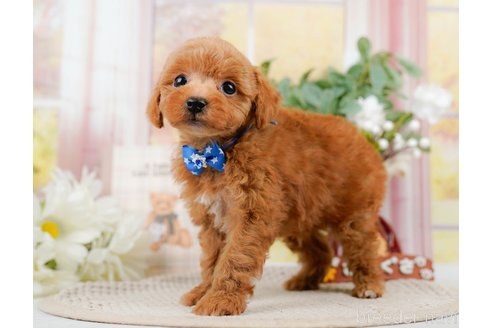 成約済の神奈川県のトイプードル-310314の7枚目