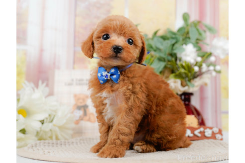 成約済の神奈川県のトイプードル-310314の6枚目