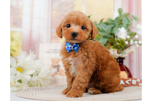 成約済の神奈川県のトイプードル-310314の5枚目