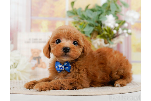 成約済の神奈川県のトイプードル-310314の4枚目