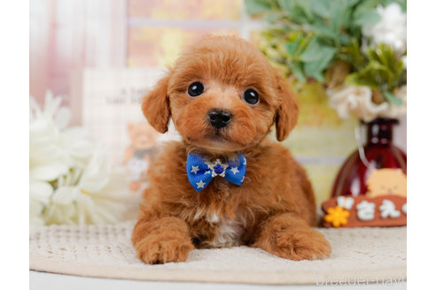 成約済の神奈川県のトイプードル-310314