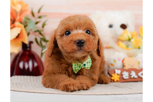 成約済の神奈川県のトイプードル-310319の10枚目